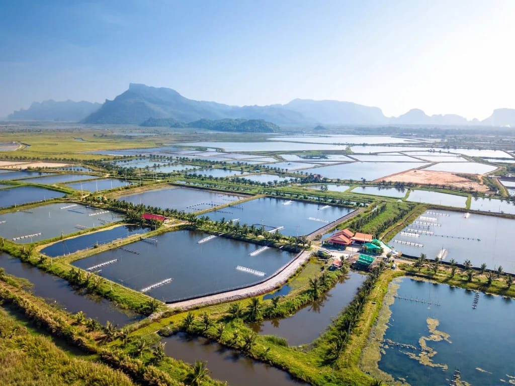 Schrimp farming in Vietnam