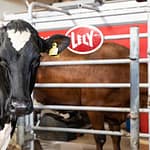 De robots melken Lely Astronaut milking robot