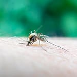 New disease-causing virus variant discovered in Brazil Oroupoche spreading