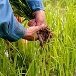 De kleinste reus Guyana Rice