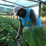 Suriname Adalah Bagian dari Solusi Iklim Suriname Climate Solution