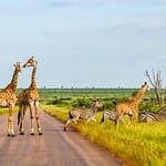 Wild in Murg: Avontuurtoerisme en Wildreservate in Suid-Afrika Kruger National Park