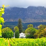 Where the Vines Meet the Fynbos Constantia-Winelands-1920w