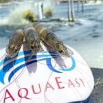 Luisteren naar de vijver shrimp-credit-AquaEasy