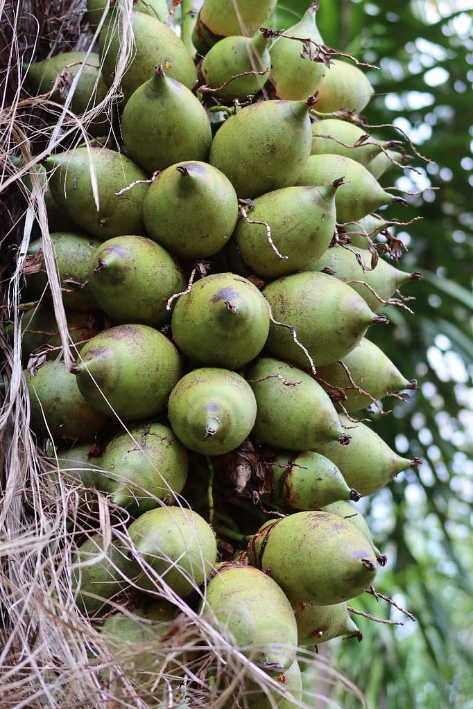 Attalea funifera